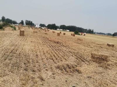 西華縣以“五料化”模式開創秸稈綜合利用新局面，助力畜牧漁業飼料銷售